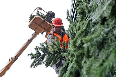 Выше девятиэтажного дома. В Могилеве монтируют главную новогоднюю елку региона