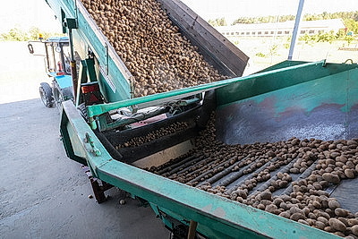 В Могилевской области убрано около 20% картофеля