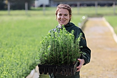 От семечка до зеленого богатства страны. Кто выращивает саженцы для будущих лесов Беларуси