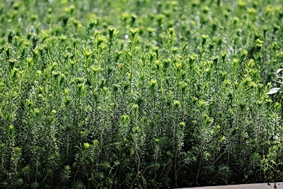 От семечка до зеленого богатства страны. Кто выращивает саженцы для будущих лесов Беларуси