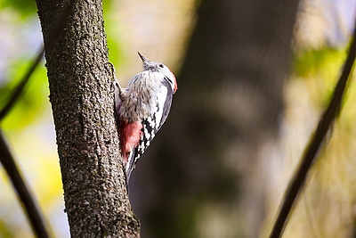 Золотые краски осени