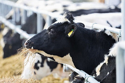 Новый МТК на 800 коров ввели в строй в Клецком районе