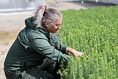 От семечка до зеленого богатства страны. Кто выращивает саженцы для будущих лесов Беларуси