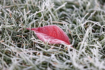Первые заморозки в Гродно