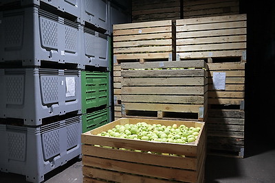 В Минске в стабфонды заложено 43 тыс. тонн овощей и яблок