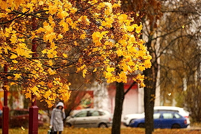 Осенний дождливый день