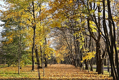 Золотые краски осени