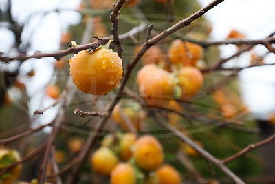 Теперь и на приусадебном участке. В Беларуси созрела хурма