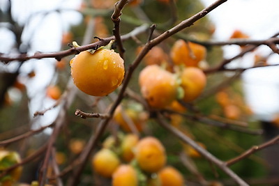 Теперь и на приусадебном участке. В Беларуси созрела хурма