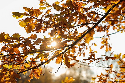 Золотые краски осени