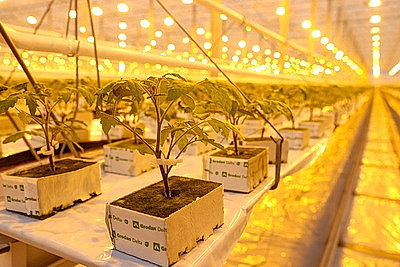 Комплекс для выращивания томатов построили в Ольшанах по программе \"Один район - один проект\"