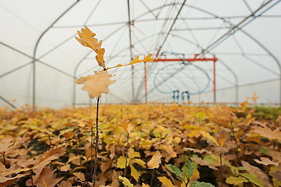 Молодой смешанный лес из более 4,5 тыс. растений высадили в Витебском районе на республиканском субботнике