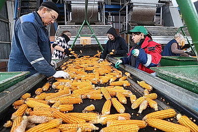Более 500 тонн кукурузы ежедневно поступает на переработку на Мозырский кукурузокалибровочный завод