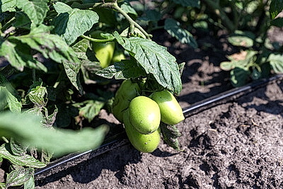 КФХ Столинского района используют пеллеты для производства плодоовощной продукции