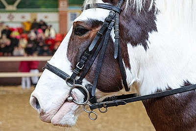 В Могилевском районе прошла международная выставка-шоу породистых лошадей \"Осень-2025\"