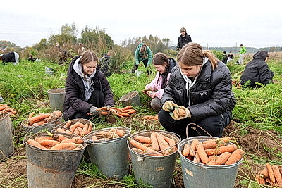В Витебском районе активными темпами ведется уборка моркови