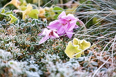 Первые заморозки в Гродно
