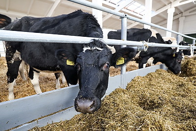 Новый МТК на 800 коров ввели в строй в Клецком районе