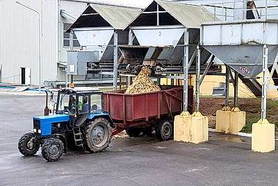 Более 500 тонн кукурузы ежедневно поступает на переработку на Мозырский кукурузокалибровочный завод