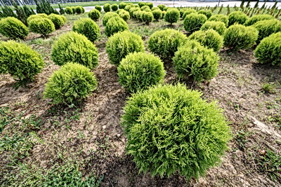 От семечка до зеленого богатства страны. Кто выращивает саженцы для будущих лесов Беларуси