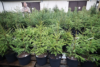 Елочные базары стартуют в Минске