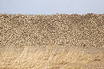 Более 50% площадей сахарной свеклы убрано в Беларуси