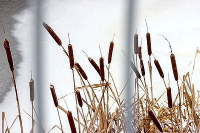 Зимний лес в Жлобинском районе