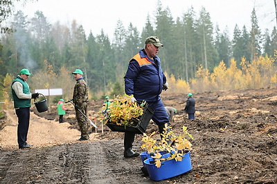 Молодой смешанный лес из более 4,5 тыс. растений высадили в Витебском районе на республиканском субботнике