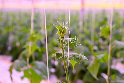 Томаты в межсезонье начал выращивать тепличный комбинат \"Берестье\"