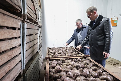 В Минске в стабфонды заложено 43 тыс. тонн овощей и яблок