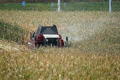 Хозяйства Гродненской области приступили к уборке кукурузы