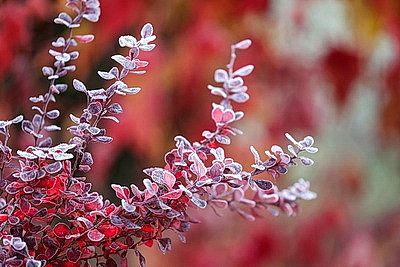 Первые заморозки в Гродно