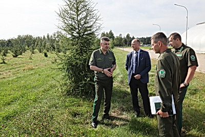 От семечка до зеленого богатства страны. Кто выращивает саженцы для будущих лесов Беларуси