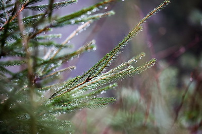 Заготовка новогодних елей ведется в Беларуси