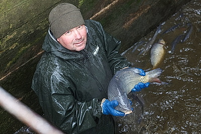 Осенью в рыбхозах пересаживают рыбу на зиму