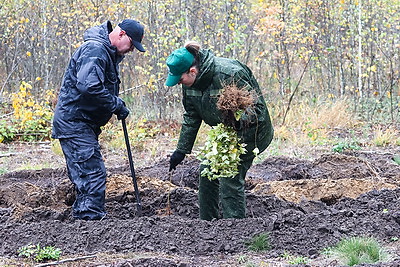 Задел на будущее, важный ресурс для следующих поколений. Карпенко об акции \"Дай лесу новае жыццё!\"