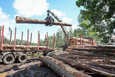 Могилевский лесхоз продолжает разработку буреломов после разгула стихии