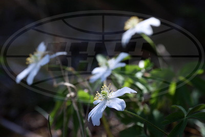ФОТОХРОНИКА начинает новый информационный день