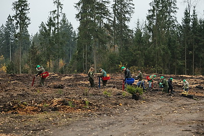 Молодой смешанный лес из более 4,5 тыс. растений высадили в Витебском районе на республиканском субботнике