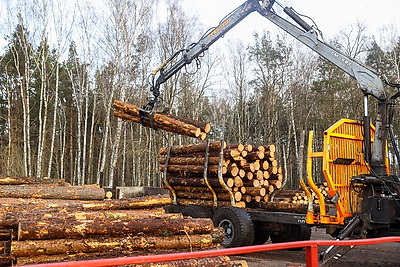 Производства по выпуску поддонов намерены наладить в Дрогичинском и Лунинецком лесхозах