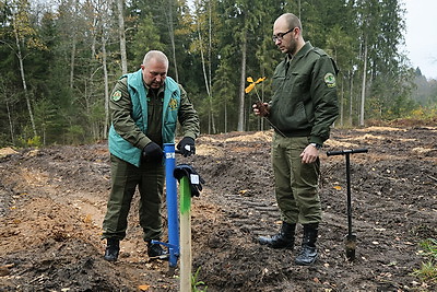 Молодой смешанный лес из более 4,5 тыс. растений высадили в Витебском районе на республиканском субботнике