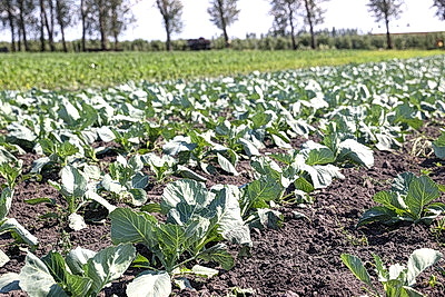 КФХ Столинского района используют пеллеты для производства плодоовощной продукции