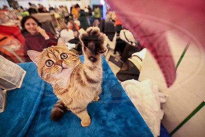 Международная выставка кошек прошла в Минске