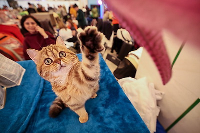 Международная выставка кошек прошла в Минске