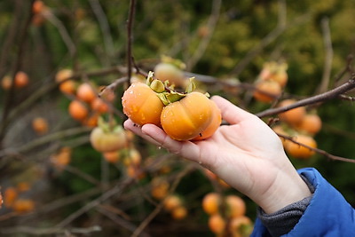 Теперь и на приусадебном участке. В Беларуси созрела хурма