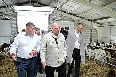 Лукашенко ознакомился с развитием в Беларуси козоводства
