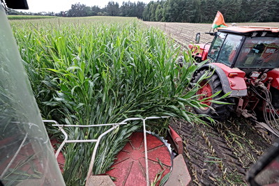 В Гродненской области ведется массовая уборка кукурузы на силос