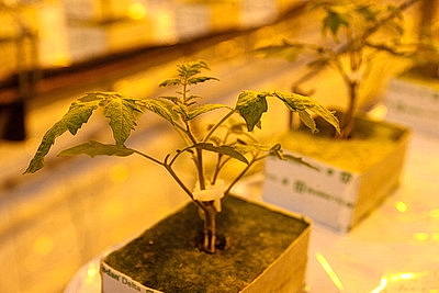 Комплекс для выращивания томатов построили в Ольшанах по программе \"Один район - один проект\"