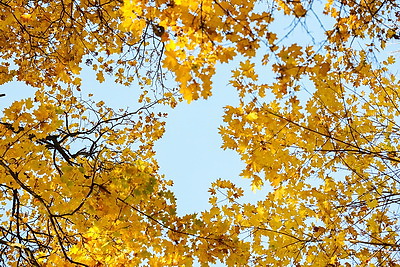 Золотые краски осени