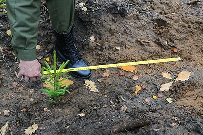 Молодой смешанный лес из более 4,5 тыс. растений высадили в Витебском районе на республиканском субботнике